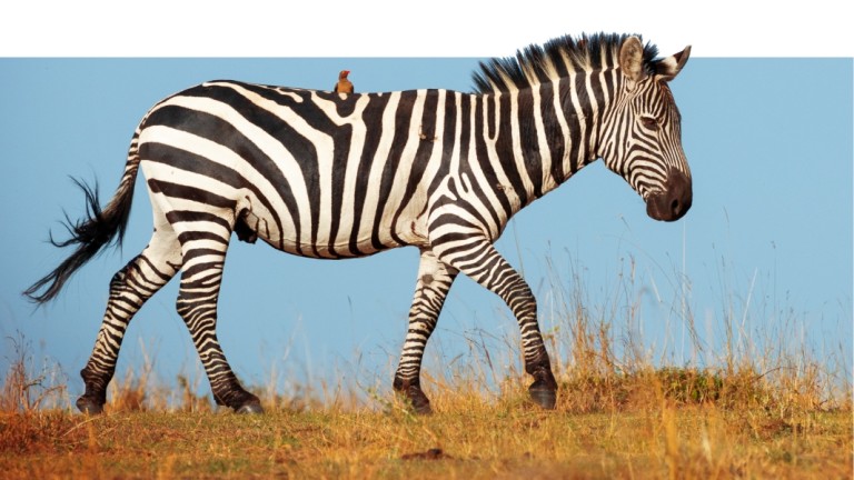 Grocy with zebra